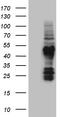 Family With Sequence Similarity 131 Member C antibody, TA810728S, Origene, Western Blot image 
