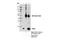 Placenta-specific gene 8 protein antibody, 13885S, Cell Signaling Technology, Immunoprecipitation image 