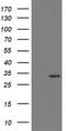 15-Hydroxyprostaglandin Dehydrogenase antibody, TA502484, Origene, Western Blot image 
