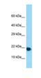Ribosomal Protein L32 antibody, orb324835, Biorbyt, Western Blot image 