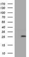Leucine Zipper And CTNNBIP1 Domain Containing antibody, LS-C797672, Lifespan Biosciences, Western Blot image 