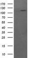 RAS P21 Protein Activator 1 antibody, TA505900BM, Origene, Western Blot image 