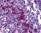 C-X-C Motif Chemokine Receptor 4 antibody, TA340423, Origene, Immunohistochemistry frozen image 