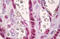 Histone Cluster 1 H2A Family Member M antibody, MBS243859, MyBioSource, Immunohistochemistry frozen image 