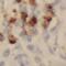 Septin 5 antibody, FNab07724, FineTest, Immunohistochemistry paraffin image 