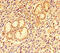 C-C Motif Chemokine Ligand 8 antibody, LS-C317955, Lifespan Biosciences, Immunohistochemistry paraffin image 