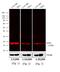 Mouse IgG antibody, 35519, Invitrogen Antibodies, Western Blot image 