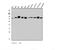 WW Domain Containing Adaptor With Coiled-Coil antibody, A04941-1, Boster Biological Technology, Western Blot image 