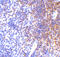 Interferon regulatory factor 7 antibody, 3943, ProSci Inc, Immunohistochemistry frozen image 