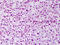 F-box/WD repeat-containing protein 7 antibody, TA316739, Origene, Immunohistochemistry paraffin image 