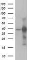 Uracil Phosphoribosyltransferase Homolog antibody, LS-C797754, Lifespan Biosciences, Western Blot image 