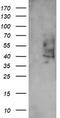 Prostaglandin E Synthase 2 antibody, TA505412AM, Origene, Western Blot image 