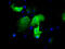 Immunoglobulin Binding Protein 1 antibody, M05930, Boster Biological Technology, Immunofluorescence image 