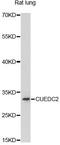 CUE domain-containing protein 2 antibody, LS-C748933, Lifespan Biosciences, Western Blot image 