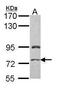 Prickle Planar Cell Polarity Protein 3 antibody, PA5-29513, Invitrogen Antibodies, Western Blot image 
