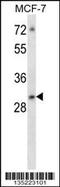 Activating Transcription Factor 5 antibody, 58-150, ProSci, Western Blot image 