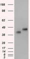 Basigin (Ok Blood Group) antibody, CF501161, Origene, Western Blot image 