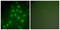 Histone Deacetylase 9 antibody, LS-C118483, Lifespan Biosciences, Immunofluorescence image 