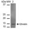 Ghrelin And Obestatin Prepropeptide antibody, SPC-696D-A655, StressMarq, Western Blot image 