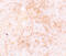HVCN1 antibody, 5875, ProSci Inc, Immunohistochemistry paraffin image 