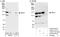Nuclear Transcription Factor, X-Box Binding 1 antibody, A302-914A, Bethyl Labs, Immunoprecipitation image 