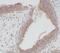Endoplasmic Reticulum Protein 44 antibody, FNab09126, FineTest, Immunohistochemistry paraffin image 