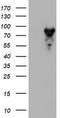 MAGUK p55 subfamily member 5 antibody, TA504458S, Origene, Western Blot image 