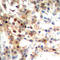 p38 antibody, LS-C368428, Lifespan Biosciences, Immunohistochemistry frozen image 