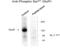 Glutamate Ionotropic Receptor AMPA Type Subunit 1 antibody, XPS-1012, ProSci, Western Blot image 