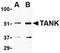 TRAF family member-associated NF-kappa-B activator antibody, orb74744, Biorbyt, Western Blot image 