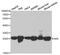Adenylate kinase isoenzyme 4, mitochondrial antibody, A13461, ABclonal Technology, Western Blot image 