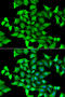 O-phosphoseryl-tRNA(Sec) selenium transferase antibody, abx005366, Abbexa, Western Blot image 