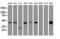 Proline Rich 11 antibody, LS-C788799, Lifespan Biosciences, Western Blot image 