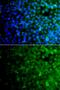 Ubiquitin Specific Peptidase 10 antibody, GTX33575, GeneTex, Immunofluorescence image 
