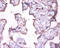 Keratin 18 antibody, A53182-100, Epigentek, Immunohistochemistry paraffin image 
