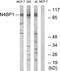 NEDD4 Binding Protein 1 antibody, TA314954, Origene, Western Blot image 