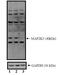 Dual specificity mitogen-activated protein kinase kinase 3 antibody, PA5-17480, Invitrogen Antibodies, Western Blot image 