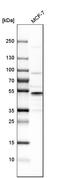 Ring Finger Protein 113A antibody, HPA000160, Atlas Antibodies, Western Blot image 