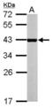 Nuclear Receptor Subfamily 1 Group I Member 3 antibody, NBP2-19577, Novus Biologicals, Western Blot image 