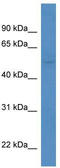 Potassium channel subfamily K member 5 antibody, TA338537, Origene, Western Blot image 
