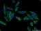 Ketohexokinase antibody, 15681-1-AP, Proteintech Group, Immunofluorescence image 