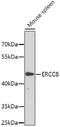 ERCC Excision Repair 8, CSA Ubiquitin Ligase Complex Subunit antibody, 22-495, ProSci, Western Blot image 