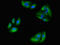 Microtubule-associated protein RP/EB family member 2 antibody, orb53391, Biorbyt, Immunofluorescence image 