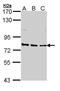 ERCC Excision Repair 3, TFIIH Core Complex Helicase Subunit antibody, GTX112923, GeneTex, Western Blot image 