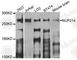 CAN antibody, A8357, ABclonal Technology, Western Blot image 