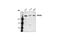 BRCA2 antibody, 9012S, Cell Signaling Technology, Western Blot image 