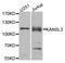 KAT8 Regulatory NSL Complex Subunit 3 antibody, A8234, ABclonal Technology, Western Blot image 