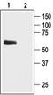 G protein-activated inward rectifier potassium channel 1 antibody, TA328925, Origene, Western Blot image 