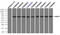 Nuclear Receptor Binding Protein 1 antibody, TA500443, Origene, Immunoprecipitation image 