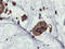 Phosphofructokinase, Platelet antibody, LS-C173561, Lifespan Biosciences, Immunohistochemistry frozen image 